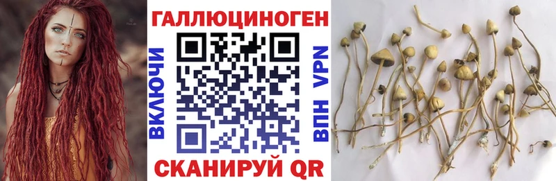 Купить  Мариинск  Галлюциногенные грибы GOLDEN TEACHER 